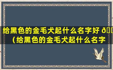 给黑色的金毛犬起什么名字好 💐 （给黑色的金毛犬起什么名字 🐬 好听点）